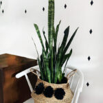 Snake Plant Care-10