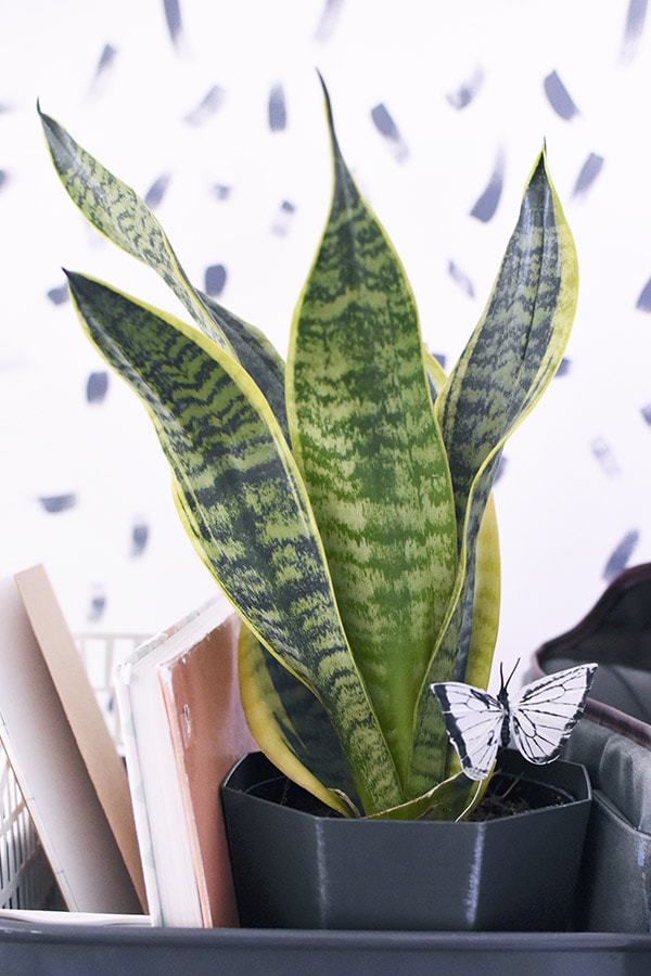 Snake Plant Pot