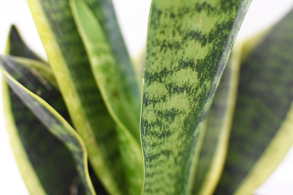 Close up of Snake Plant