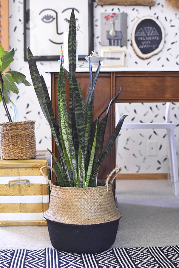 Snake plant in office