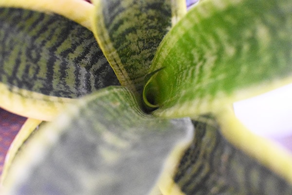 Close up of Sansevieria