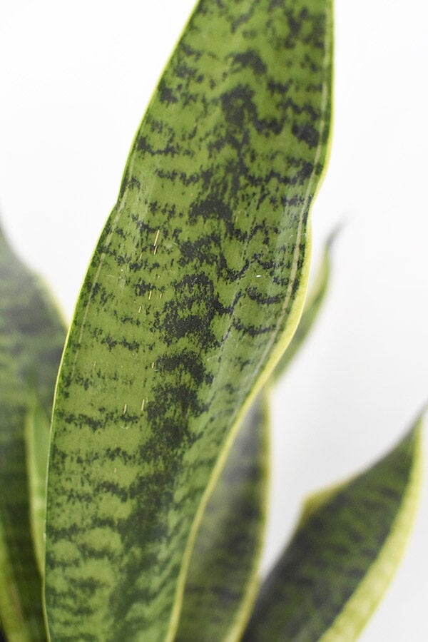 Snake Plant leaf pattern