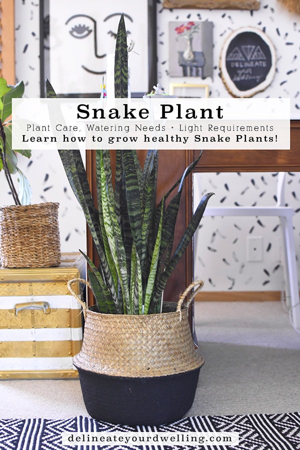 Snake Plant Care