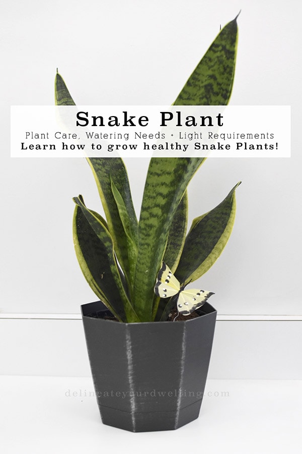 String of Pearl Plant Care Tips - Delineate Your Dwelling