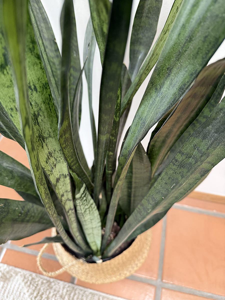 Snake Plant leaves close up
