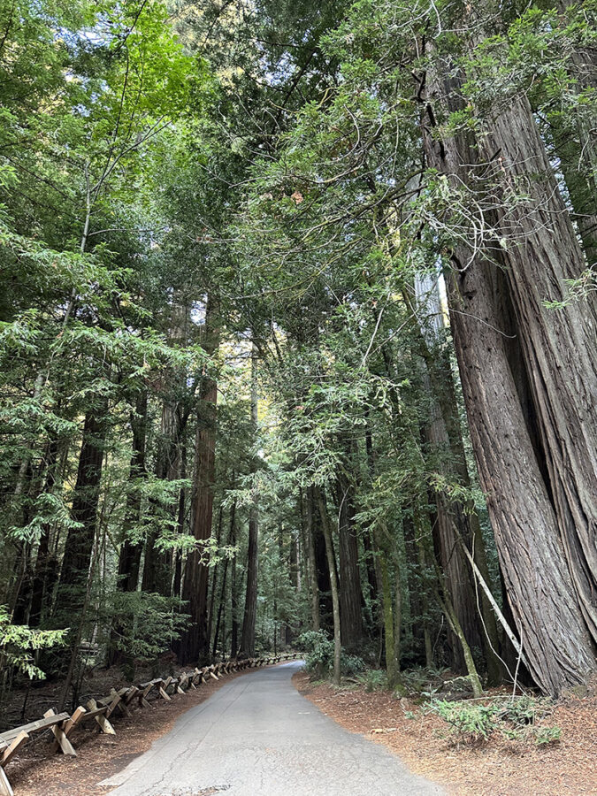 Paved walking path in Armstrong Redwood Forest, California