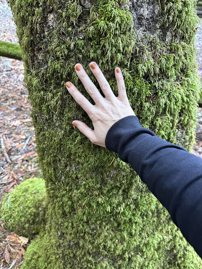 Woman's hand on moss growing on Redwood forest tree