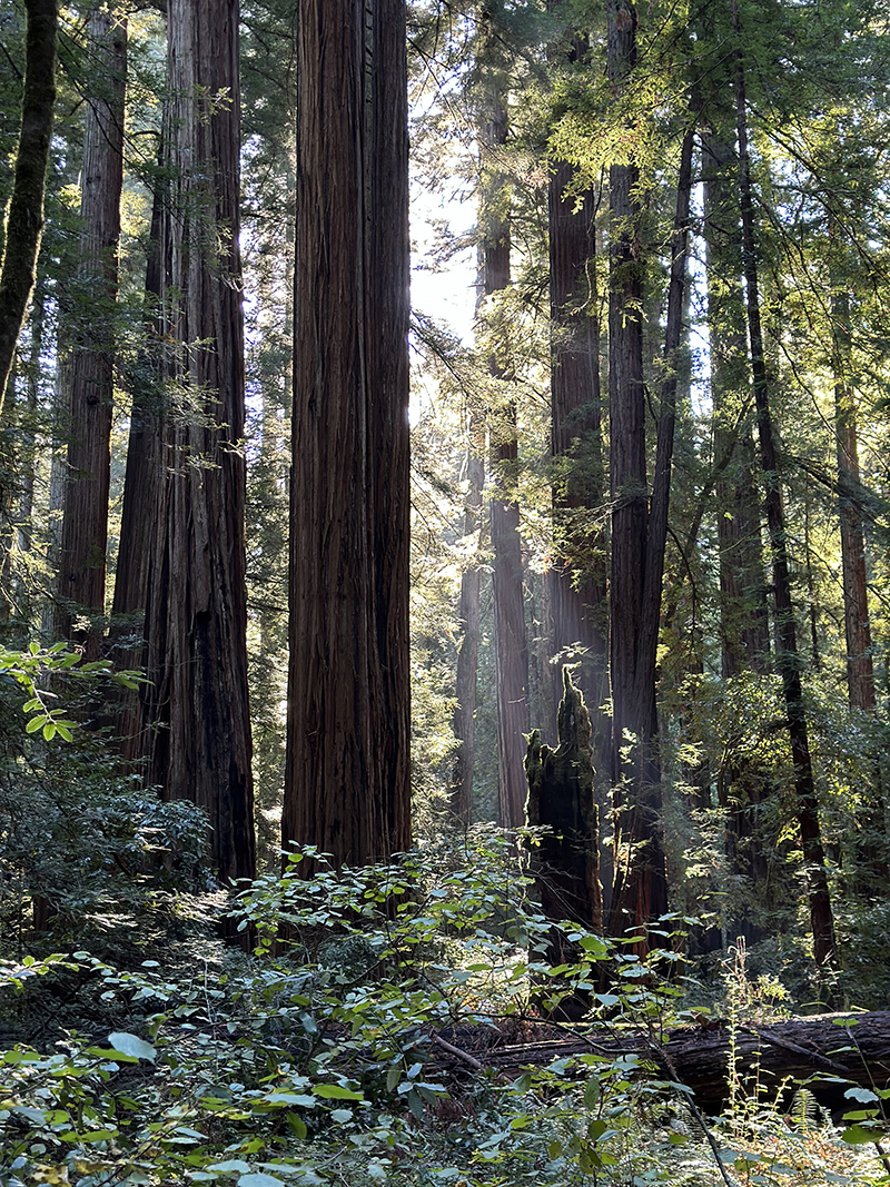 Sun peeking through Armstrong Redwood Forest