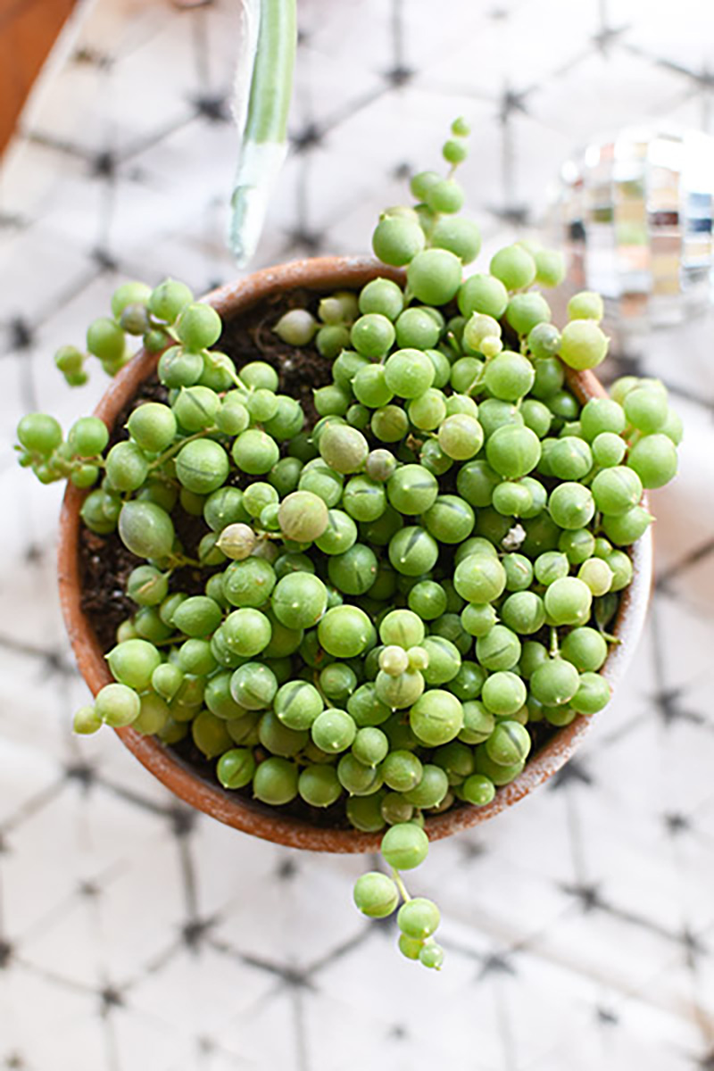 String of Pearl Plant Care Tips - Delineate Your Dwelling