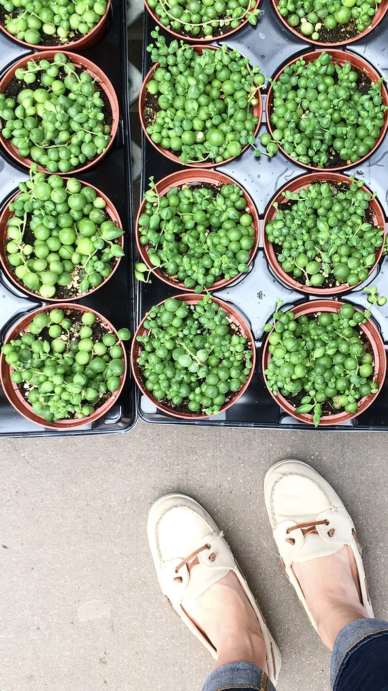 String of Pearl plants in nursery pots