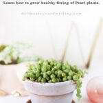 String of Pearls plant care