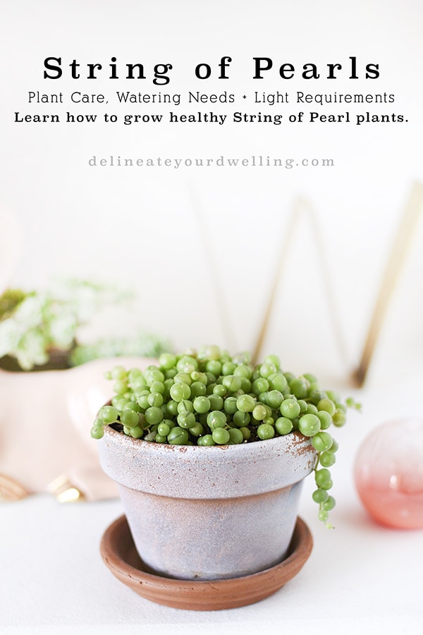 String of Pearls plant care