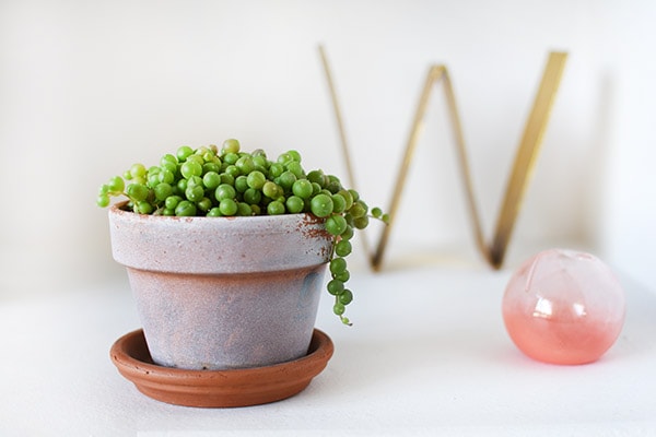 String of Pearls in a white pot