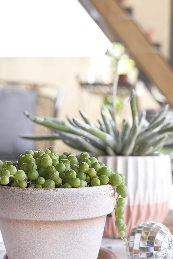 Potted String of Pearl plant outside