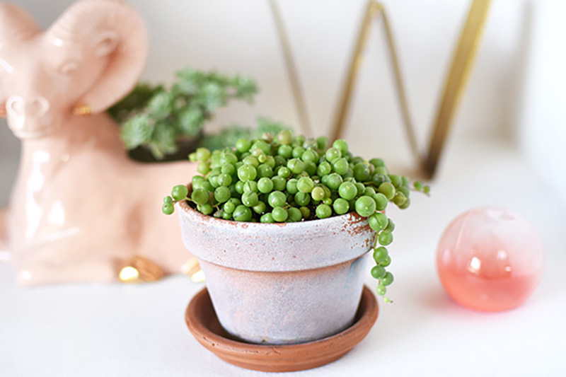 Why are my string of pearls turning white and shriveled? They get ample  direct sunlight and I drown them in water every 2 weeks 🥲. Also, they are  planted in a nursery