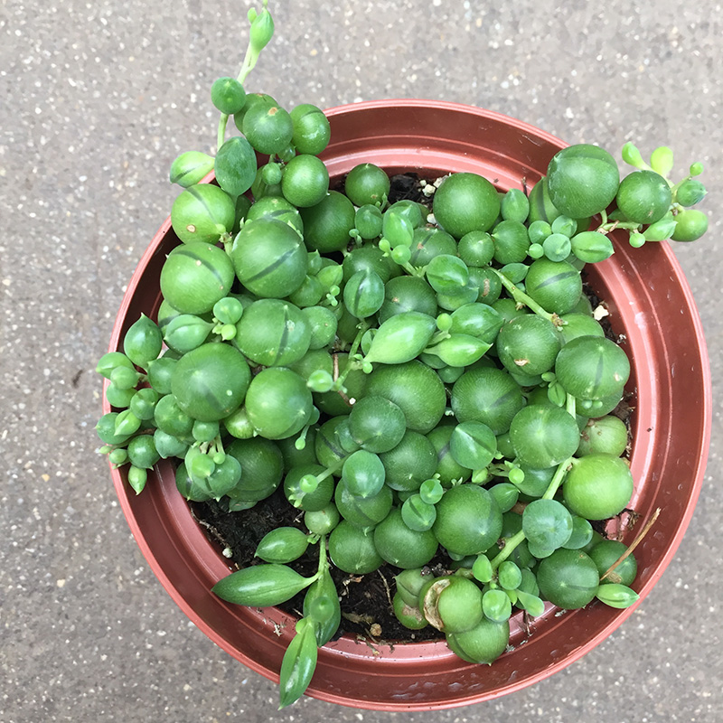 Closeup of vibrant green String of Pearls