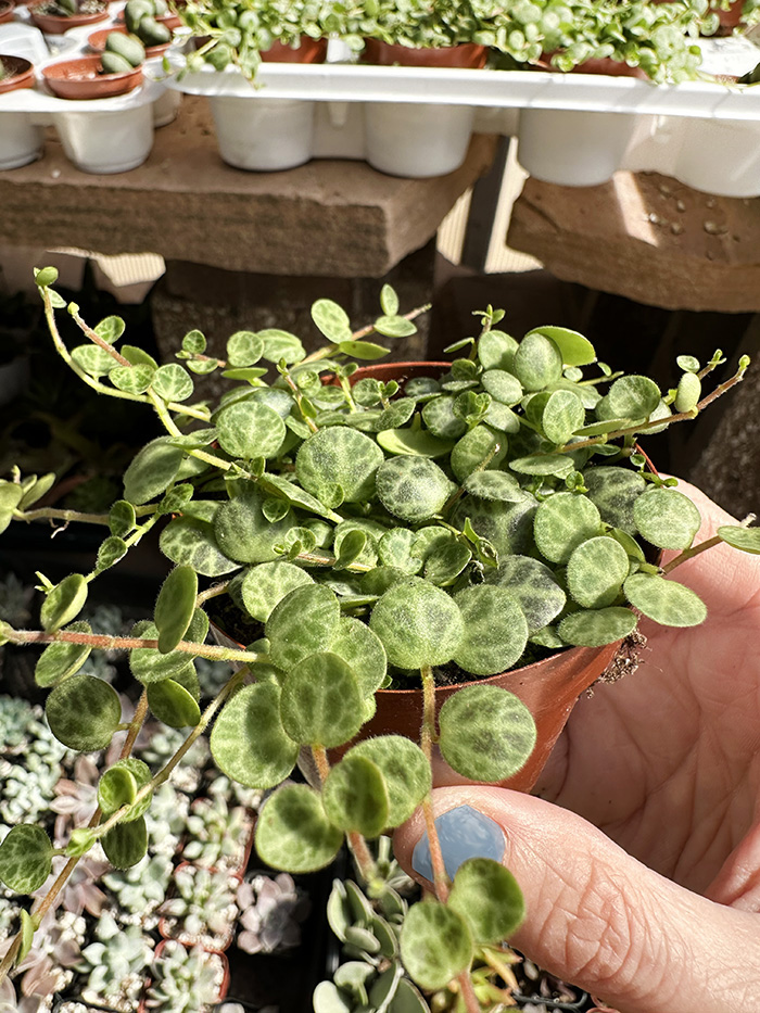 String of Turtles grow pot