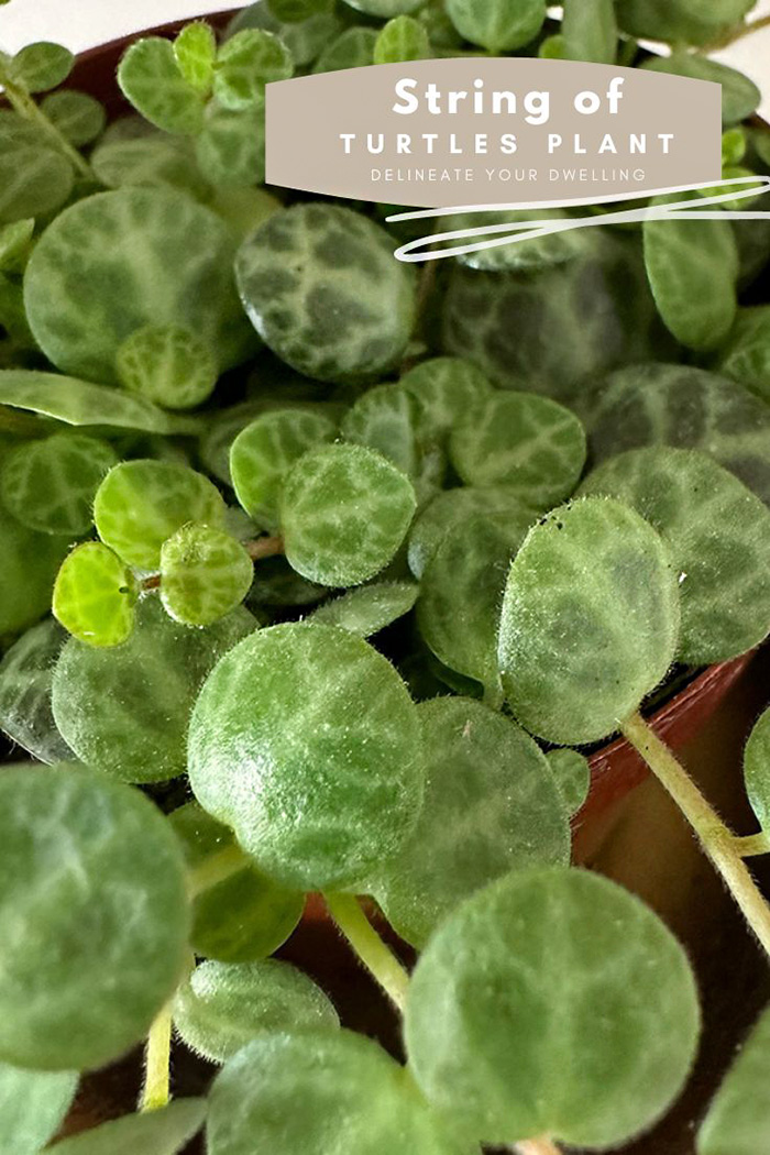 String of Turtles leaves