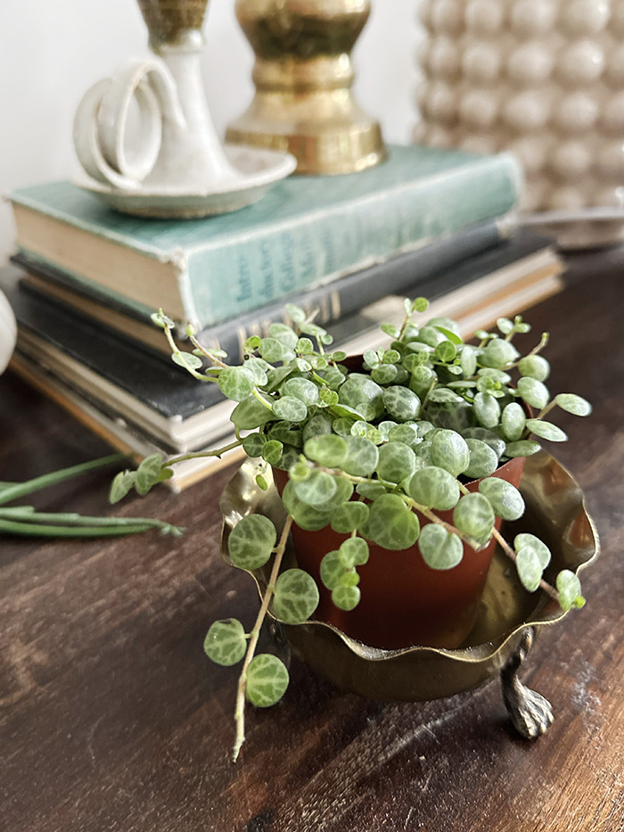 String of Turtles Plant in copper pot