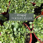 String of Turtles plant care