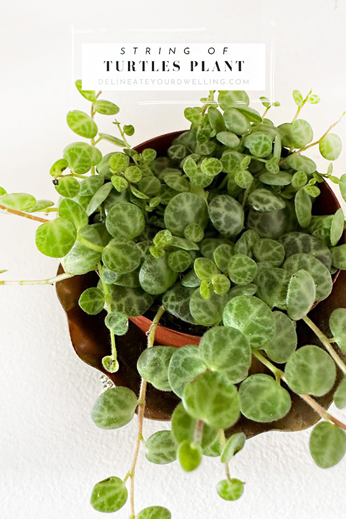 String of Turtles Plant tips