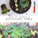 Succulent Table
