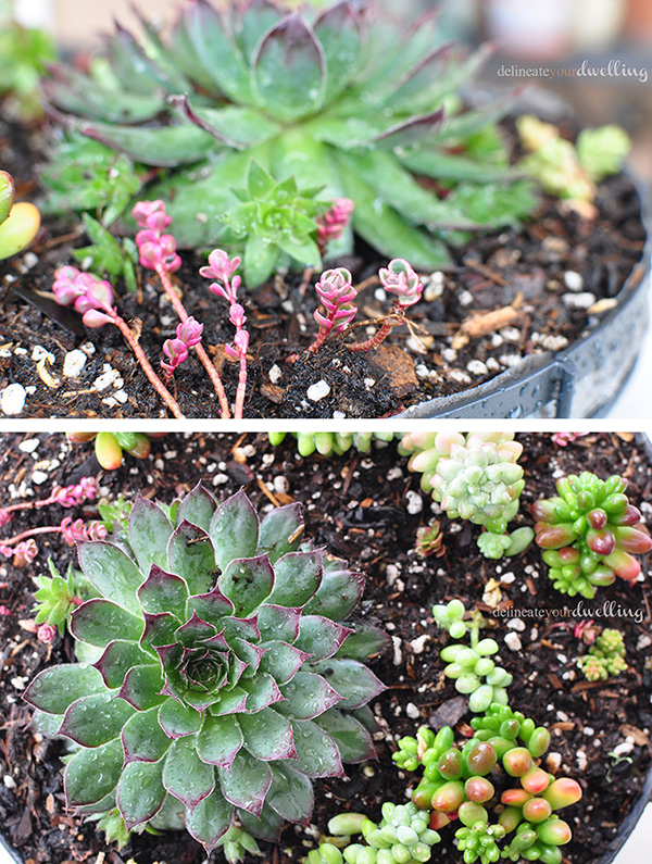 Hens and Chicks