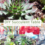 Succulent Table