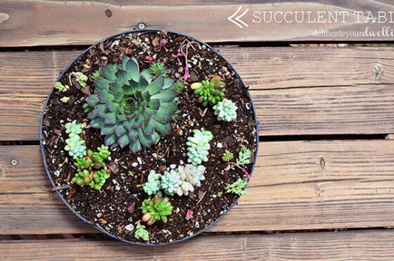 Succulent Table