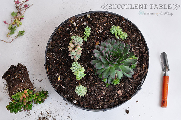 Jelly Bean succulents