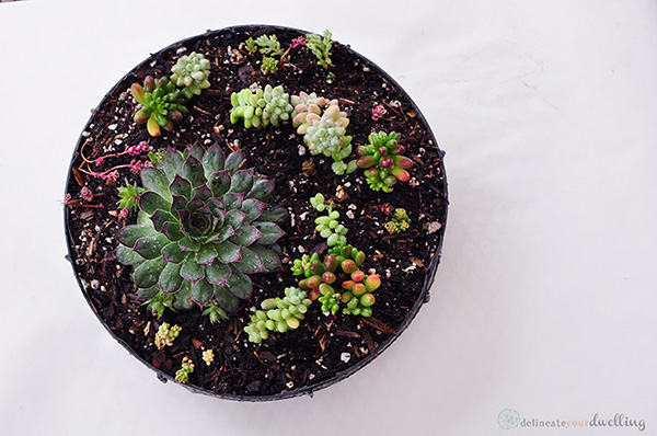 Succulent Tabletop on white background