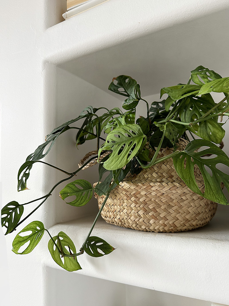 Healthy Swiss Cheese Monstera Plant