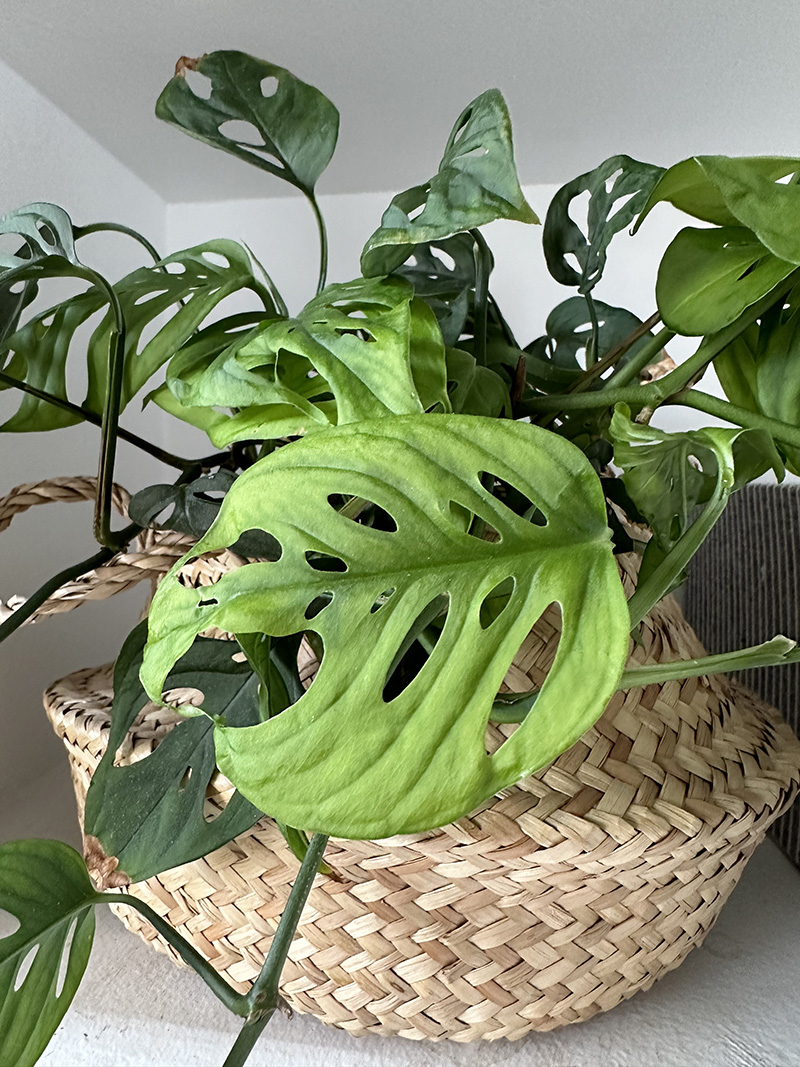 Bright green Swiss Cheese Monstera leaf