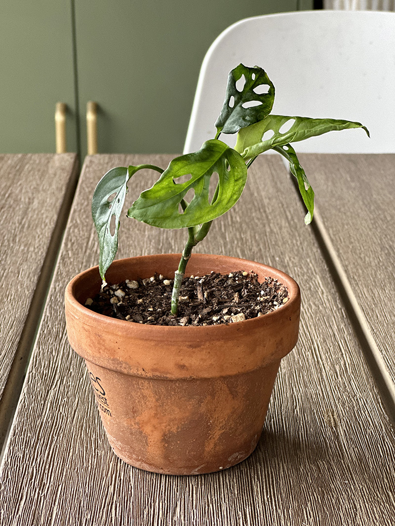 Small Swiss Cheese Monstera potted plant