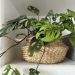 Swiss Cheese Monstera Plant Care tips