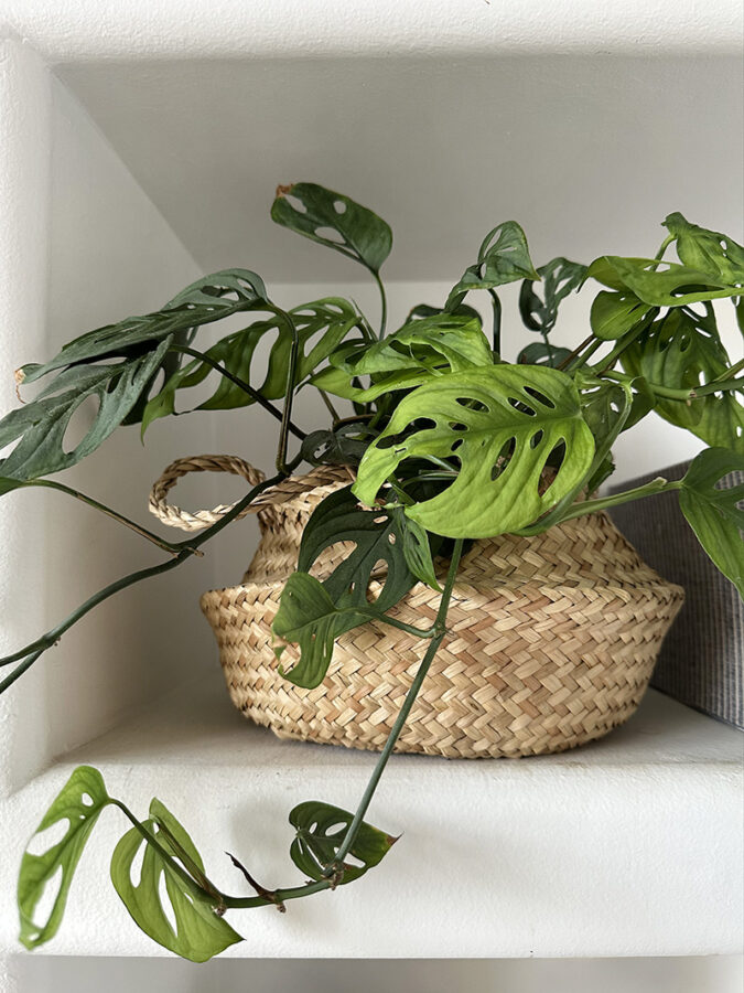 Swiss Cheese Monstera Plant Care tips