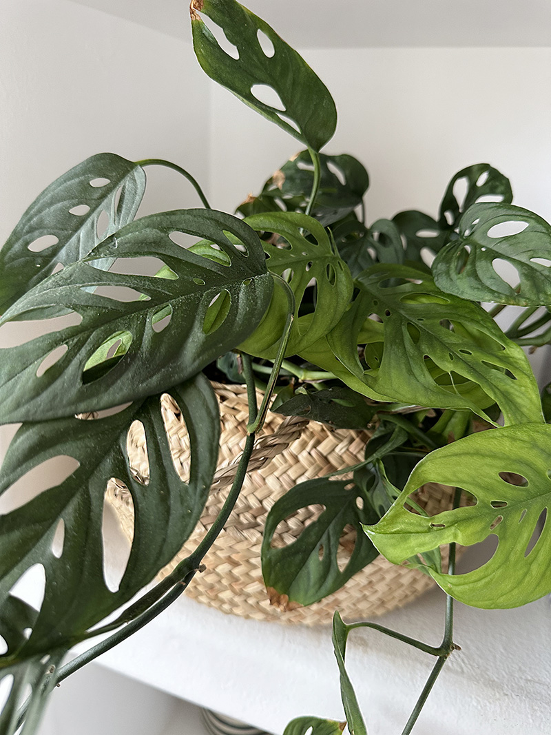 Dark green Swiss Cheese Monstera Plant