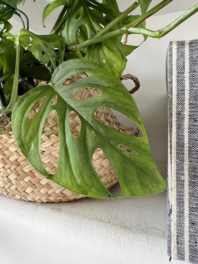 Swiss Cheese Monstera Plant Care tips