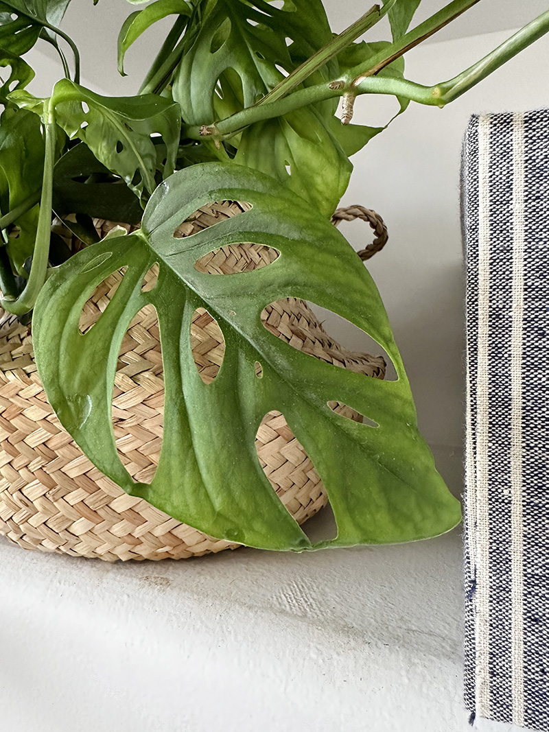 Swiss Cheese Monstera holy leaf