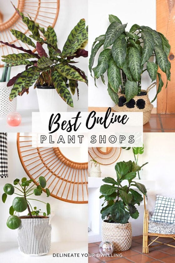 Best Online Plant Shops for Indoor Houseplants Delineate Your Dwelling