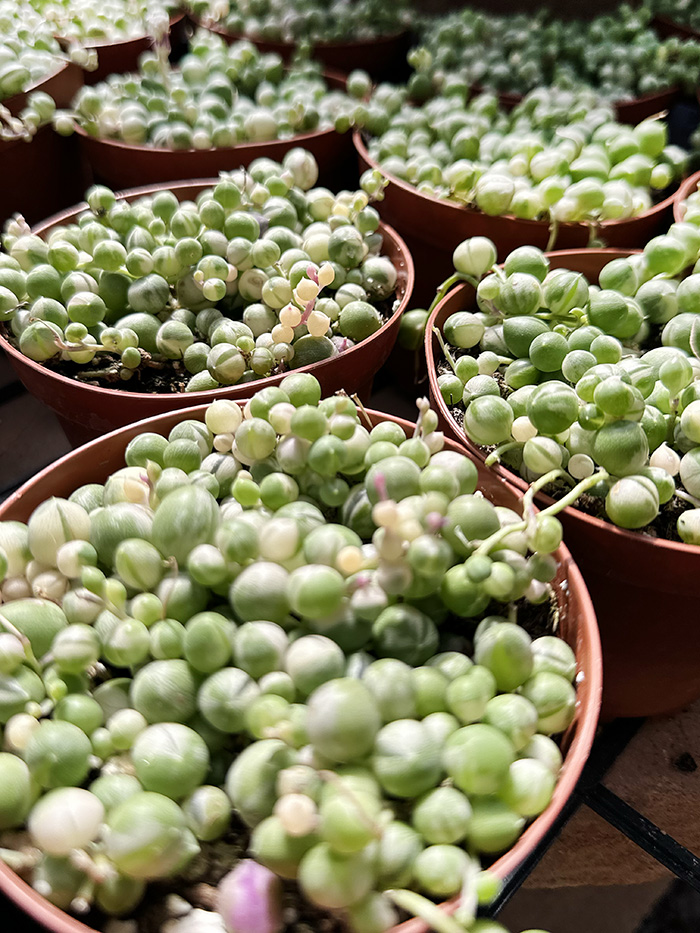 pots of Variegated String of Pearls