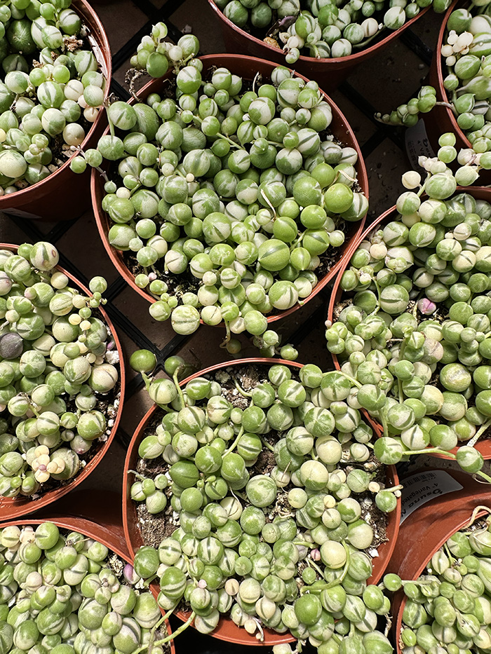 Green Pearls String of Pearls variegated