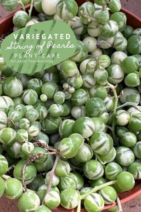 Variegated String of Pearls Plant Care - Delineate Your Dwelling