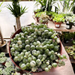 Variegated String of Pearls plant care