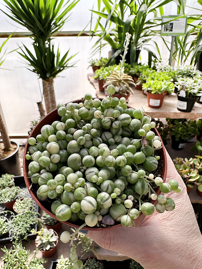 Cream and White Variegated String of Pearls