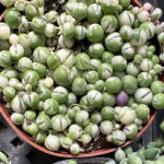 Variegated String of Pearls plant care