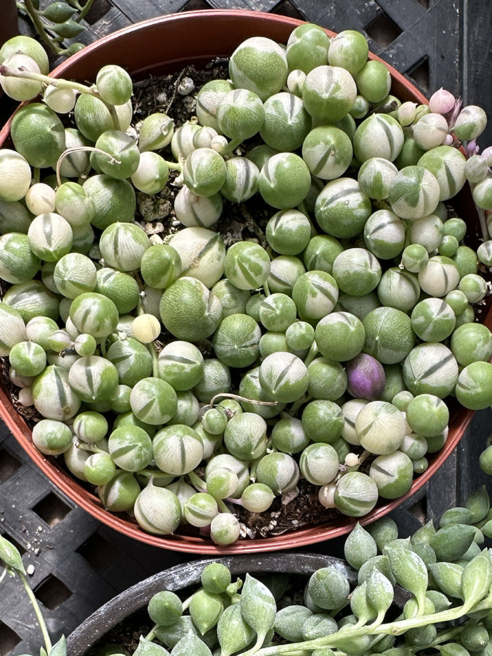 Cream, Green and Pink Variegated String of Pearls