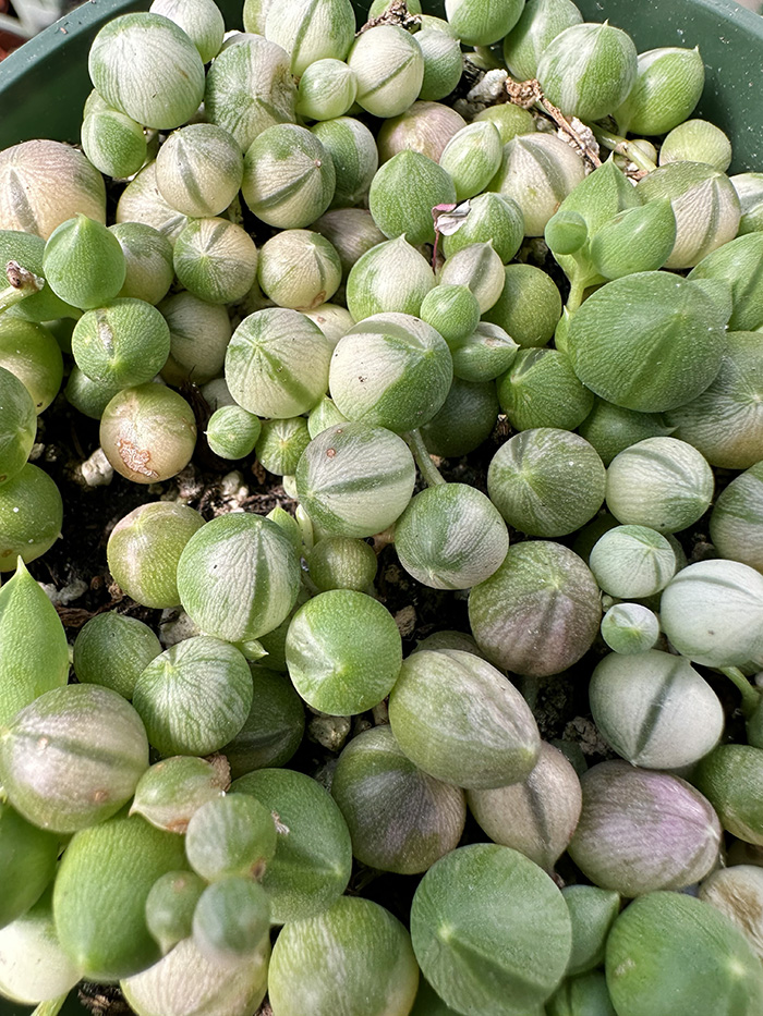 Close up on Variegated String of Pearls