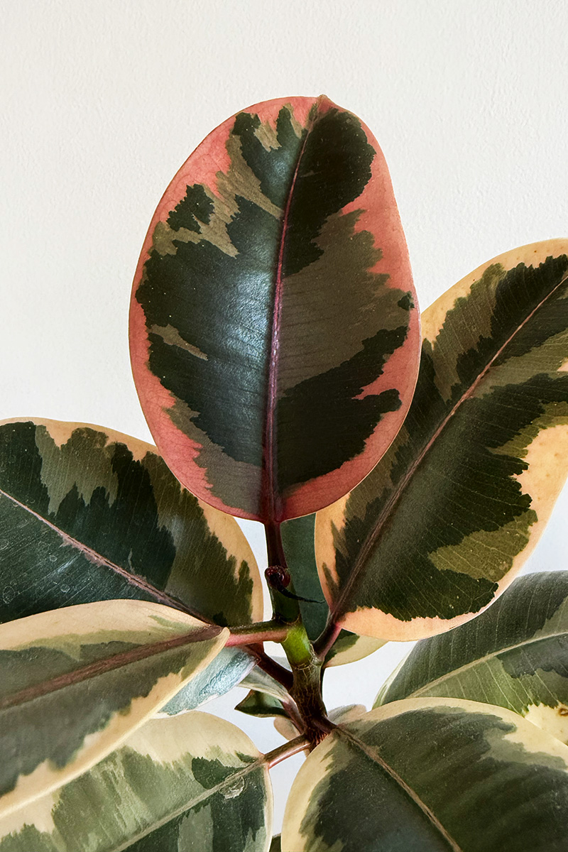 Big red Variegated Ruby Rubber leaf