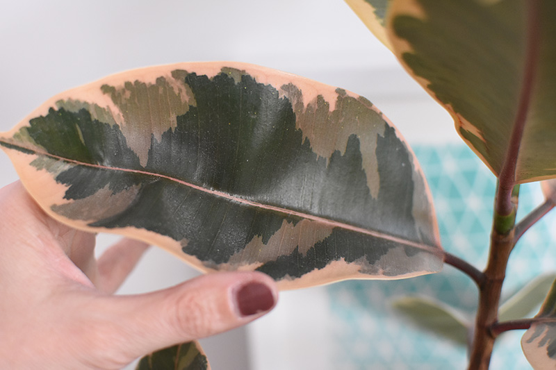 Variegated Ruby Rubber palm pink leaf